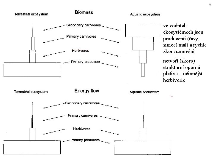 9 ve vodních ekosystémech jsou producenti (řasy, sinice) malí a rychle zkonzumováni netvoří (skoro)