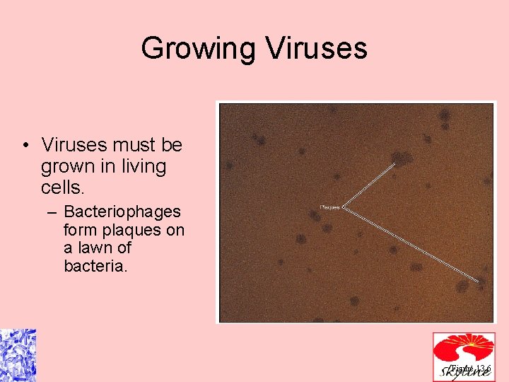 Growing Viruses • Viruses must be grown in living cells. – Bacteriophages form plaques