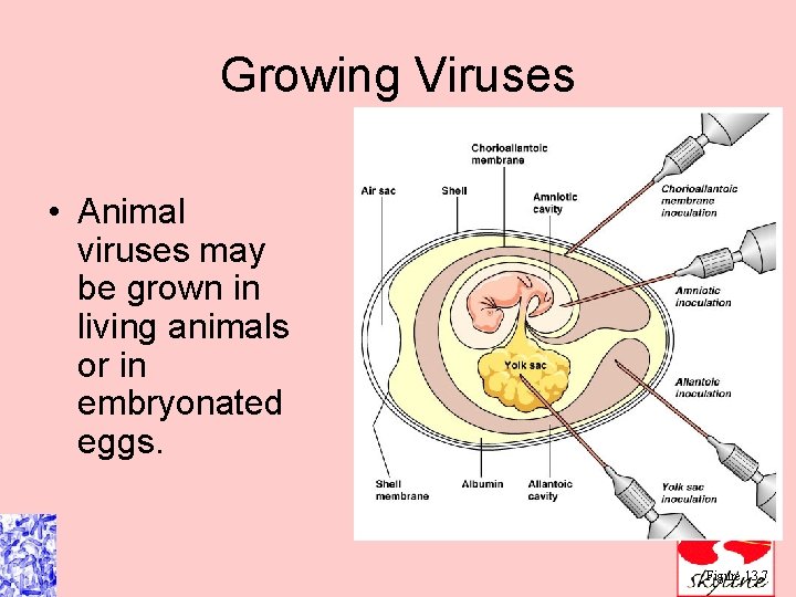 Growing Viruses • Animal viruses may be grown in living animals or in embryonated