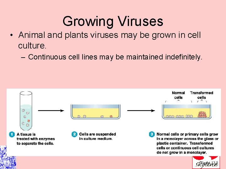 Growing Viruses • Animal and plants viruses may be grown in cell culture. –