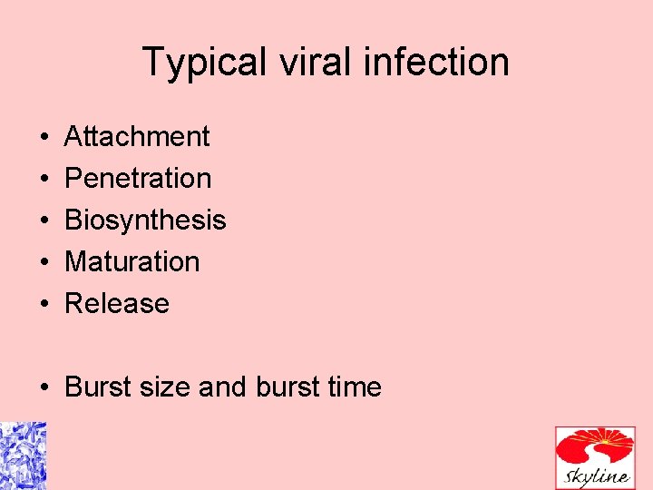 Typical viral infection • • • Attachment Penetration Biosynthesis Maturation Release • Burst size