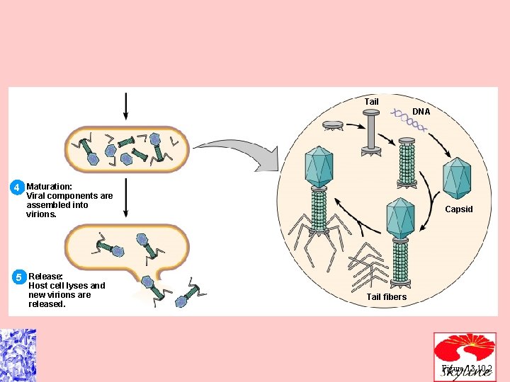 Tail DNA 4 Maturation: Viral components are assembled into virions. Capsid 5 Release: Host