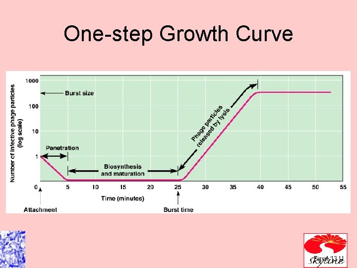 One-step Growth Curve Figure 13. 11 