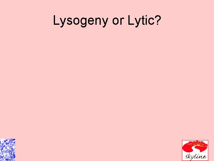 Lysogeny or Lytic? 