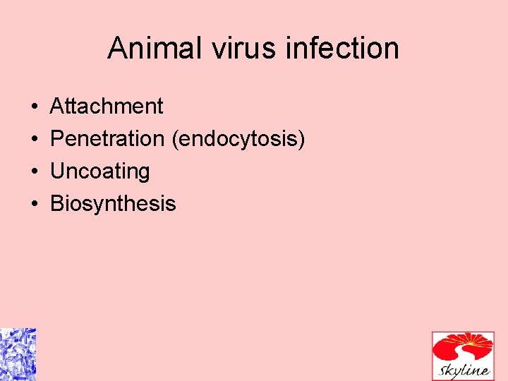 Animal virus infection • • Attachment Penetration (endocytosis) Uncoating Biosynthesis 