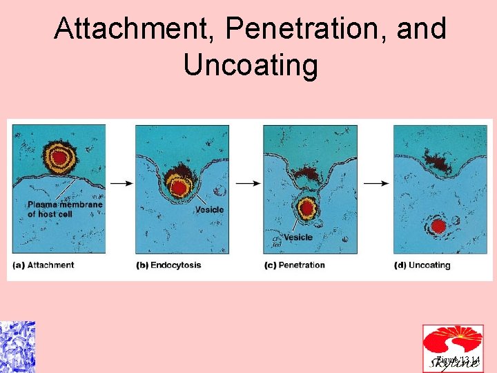 Attachment, Penetration, and Uncoating Figure 13. 14 