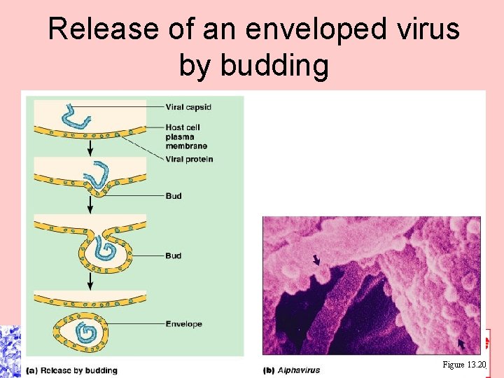 Release of an enveloped virus by budding Figure 13. 20 