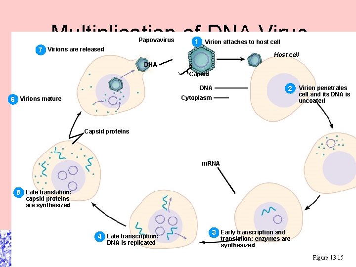 Multiplication of DNA Virus Papovavirus 1 Virion attaches to host cell 7 Virions are