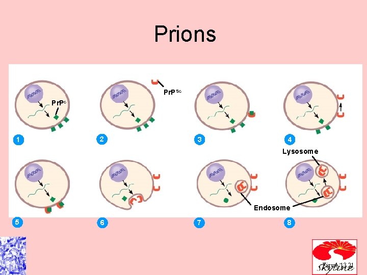 Prions Pr. PSc Pr. Pc 1 2 3 4 Lysosome Endosome 5 6 7
