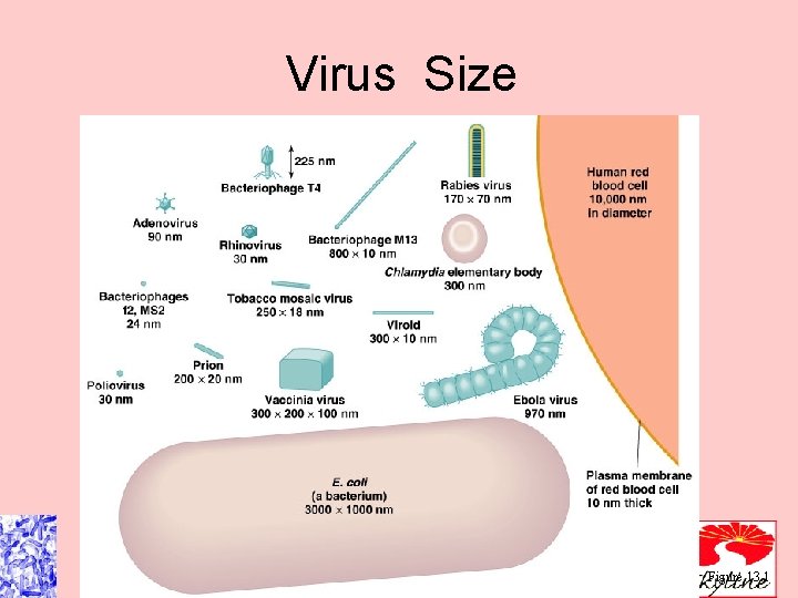 Virus Size Figure 13. 1 