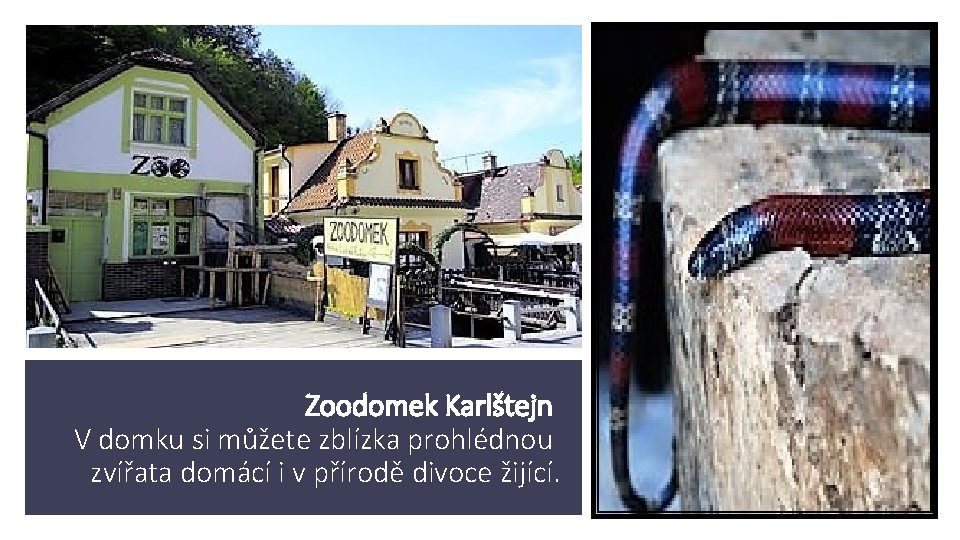 Zoodomek Karlštejn V domku si můžete zblízka prohlédnou zvířata domácí i v přírodě divoce