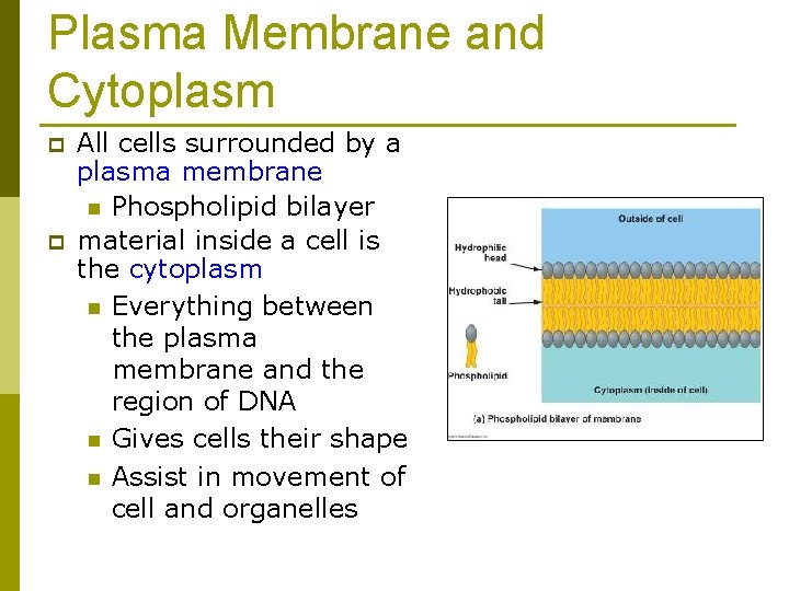 Plasma Membrane and Cytoplasm p p All cells surrounded by a plasma membrane n