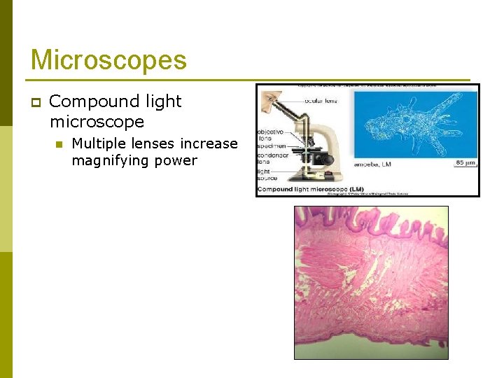 Microscopes p Compound light microscope n Multiple lenses increase magnifying power 