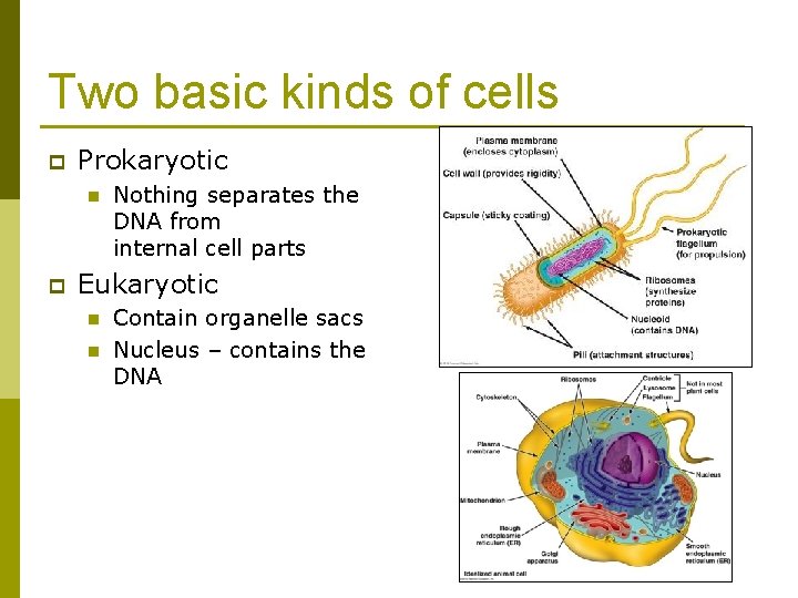 Two basic kinds of cells p Prokaryotic n p Nothing separates the DNA from