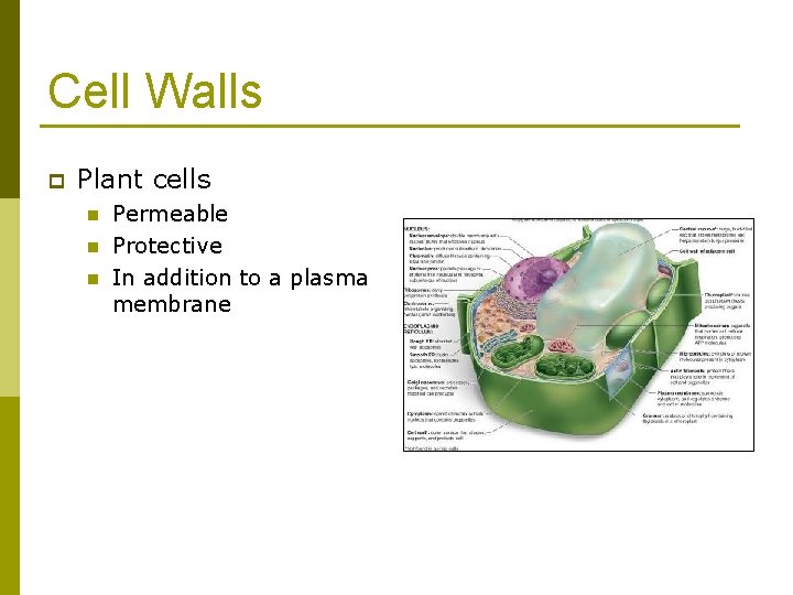 Cell Walls p Plant cells n n n Permeable Protective In addition to a