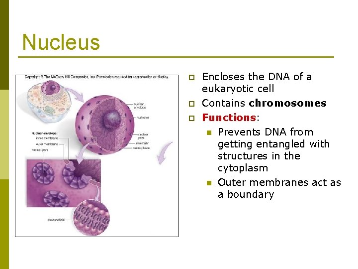 Nucleus p p p Encloses the DNA of a eukaryotic cell Contains chromosomes Functions: