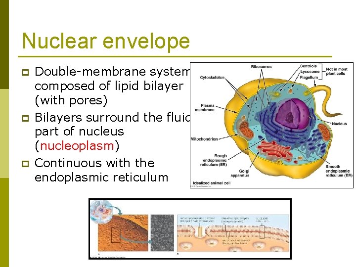 Nuclear envelope p p p Double-membrane system composed of lipid bilayer (with pores) Bilayers