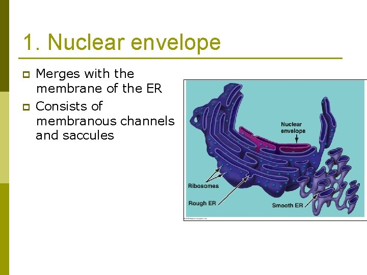 1. Nuclear envelope p p Merges with the membrane of the ER Consists of