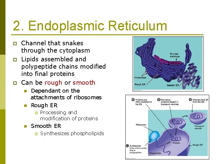 2. Endoplasmic Reticulum p p p Channel that snakes through the cytoplasm Lipids assembled