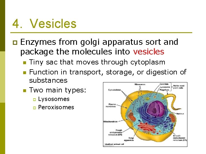 4. Vesicles p Enzymes from golgi apparatus sort and package the molecules into vesicles