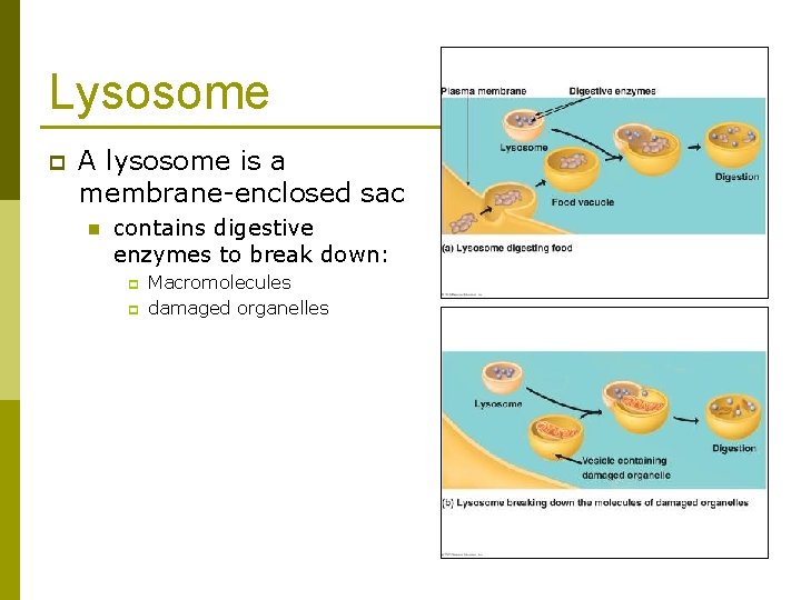 Lysosome p A lysosome is a membrane-enclosed sac n contains digestive enzymes to break