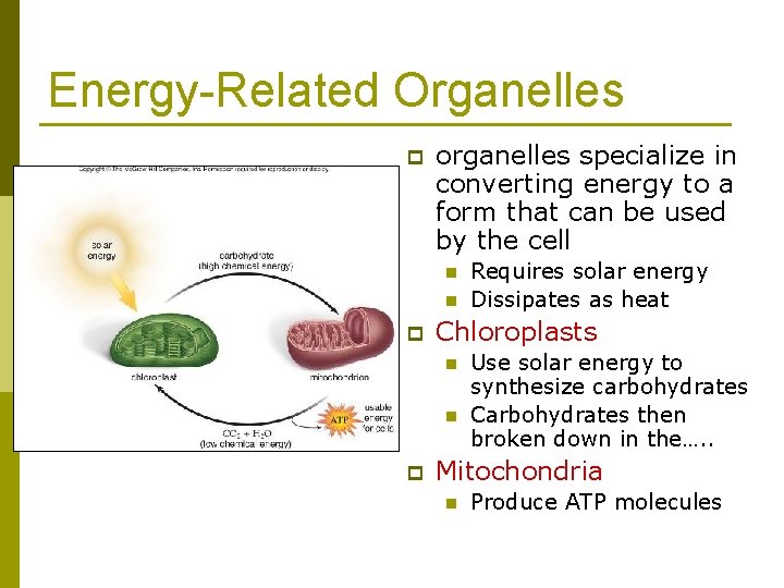 Energy-Related Organelles p organelles specialize in converting energy to a form that can be