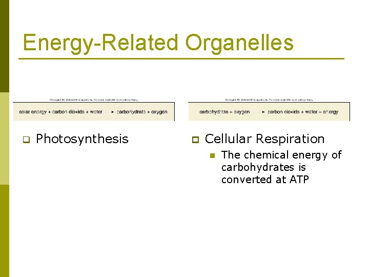 Energy-Related Organelles q Photosynthesis p Cellular Respiration n The chemical energy of carbohydrates is
