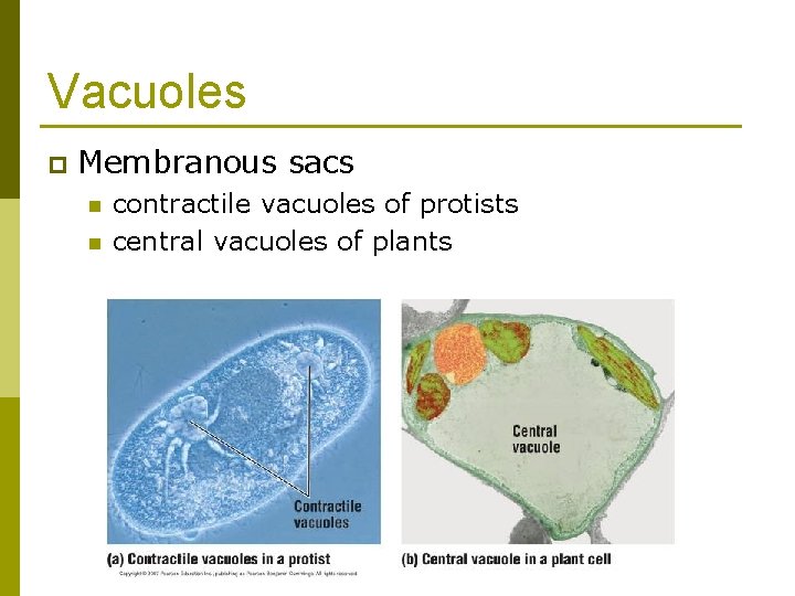 Vacuoles p Membranous sacs n n contractile vacuoles of protists central vacuoles of plants