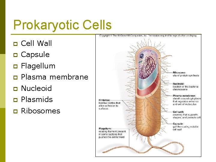 Prokaryotic Cells p Cell Wall p Capsule p Flagellum p Plasma membrane p Nucleoid