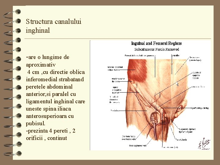 Trigonul Inghinal PATOLOGIA CHIRURGICALA A PERETELUI ABDOMINAL HERNIILE INGHINALE HERNIILE