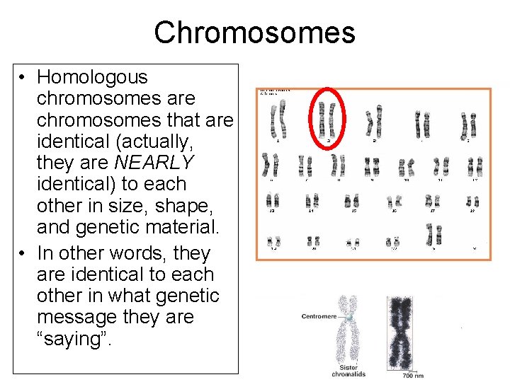 Chromosomes • Homologous chromosomes are chromosomes that are identical (actually, they are NEARLY identical)