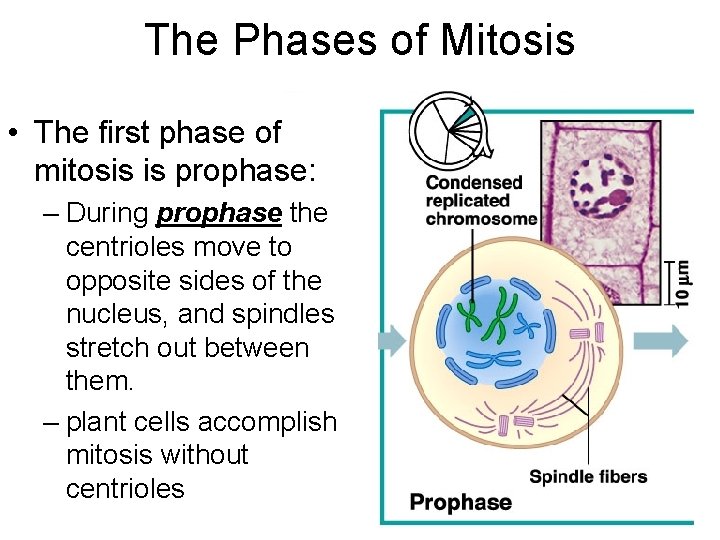 The Phases of Mitosis • The first phase of mitosis is prophase: – During The Phases of Mitosis • The first phase of mitosis is prophase: – During