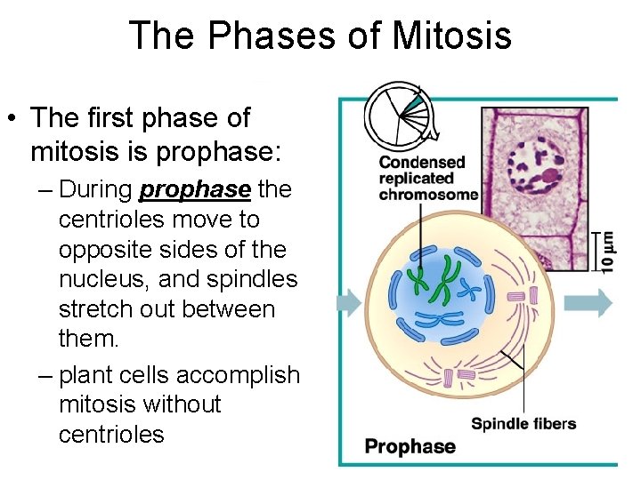 The Phases of Mitosis • The first phase of mitosis is prophase: – During