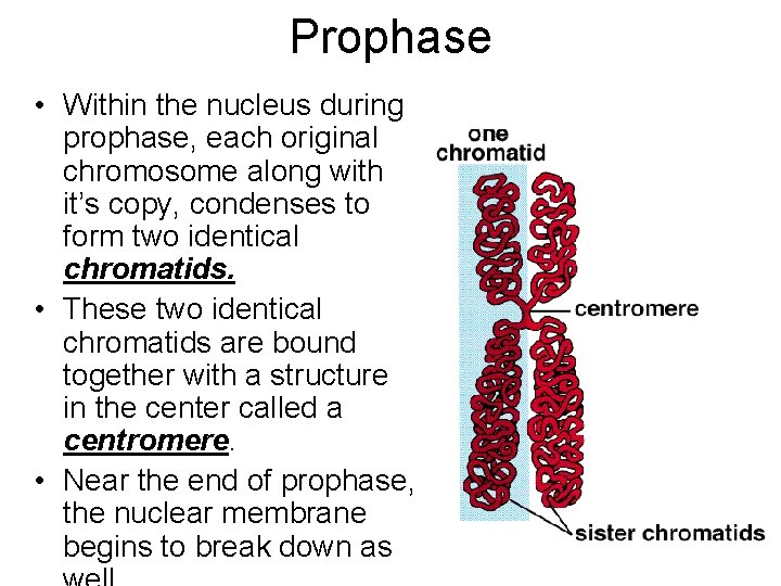 Prophase • Within the nucleus during prophase, each original chromosome along with it’s copy,