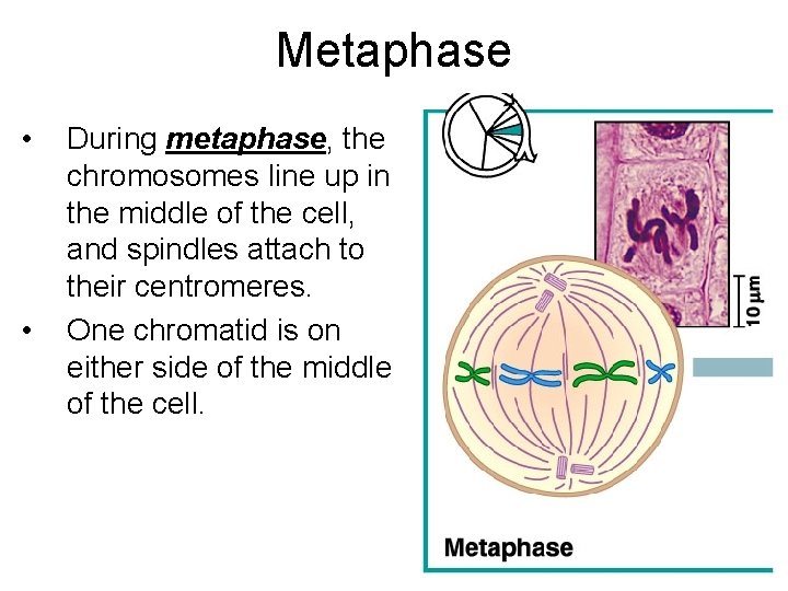 Metaphase • • During metaphase, the chromosomes line up in the middle of the