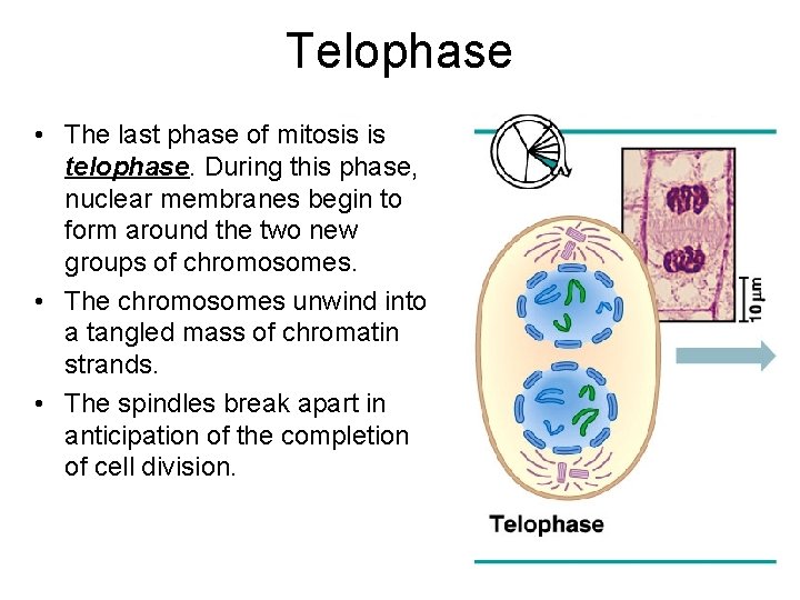 Telophase • The last phase of mitosis is telophase. During this phase, nuclear membranes