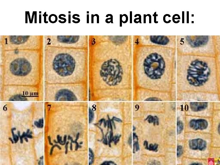 Mitosis in a plant cell: Mitosis in a plant cell: