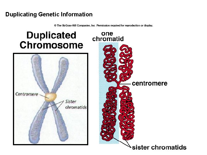 Duplicating Genetic Information Duplicating Genetic Information