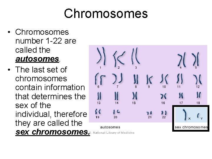 Chromosomes • Chromosomes number 1 -22 are called the autosomes. • The last set