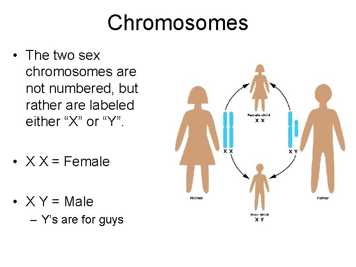 Chromosomes • The two sex chromosomes are not numbered, but rather are labeled either