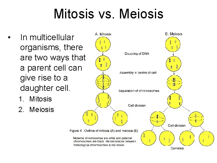 Mitosis vs. Meiosis • In multicellular organisms, there are two ways that a parent Mitosis vs. Meiosis • In multicellular organisms, there are two ways that a parent
