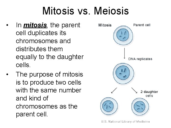 Mitosis vs. Meiosis • • In mitosis, the parent cell duplicates its chromosomes and Mitosis vs. Meiosis • • In mitosis, the parent cell duplicates its chromosomes and