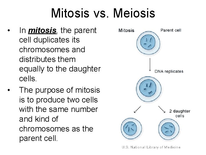 Mitosis vs. Meiosis • • In mitosis, the parent cell duplicates its chromosomes and