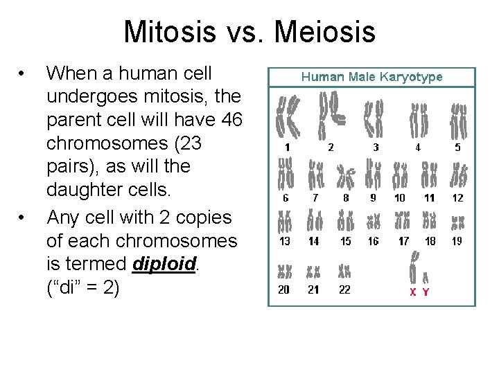 Mitosis vs. Meiosis • • When a human cell undergoes mitosis, the parent cell