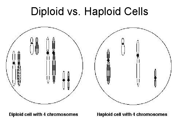 Diploid vs. Haploid Cells 