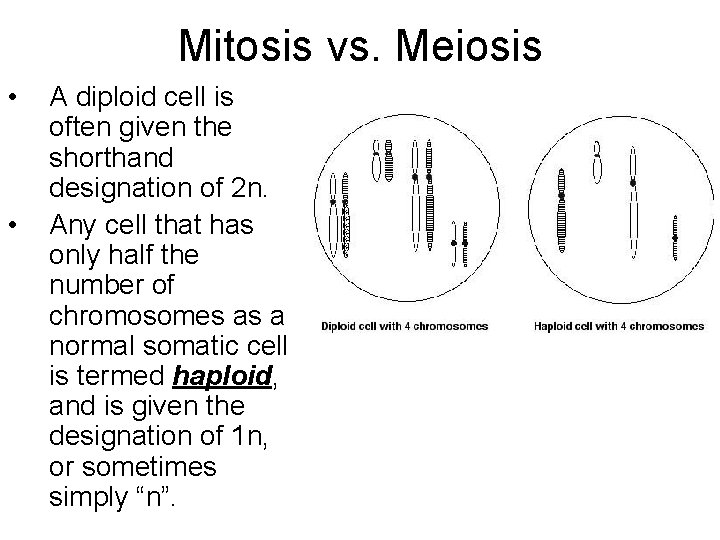 Mitosis vs. Meiosis • • A diploid cell is often given the shorthand designation