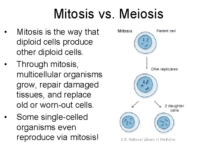 Mitosis vs. Meiosis • • • Mitosis is the way that diploid cells produce