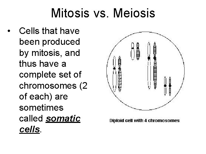 Mitosis vs. Meiosis • Cells that have been produced by mitosis, and thus have