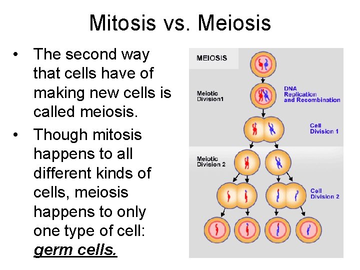 Mitosis vs. Meiosis • The second way that cells have of making new cells Mitosis vs. Meiosis • The second way that cells have of making new cells