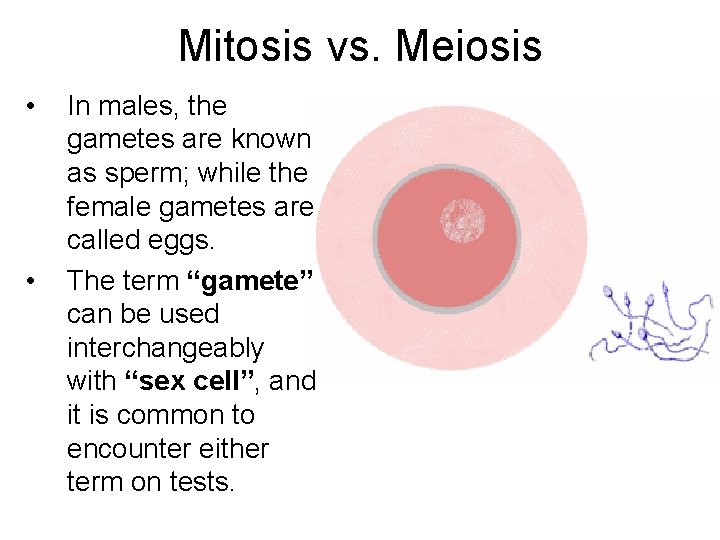 Mitosis vs. Meiosis • • In males, the gametes are known as sperm; while